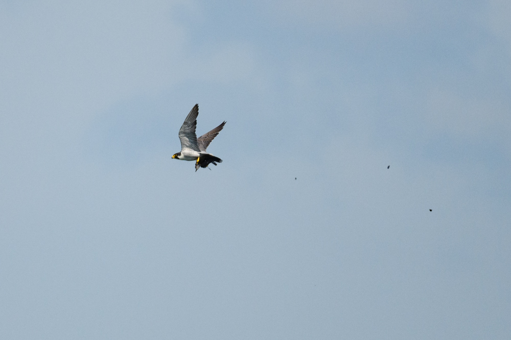 ヒヨドリを捕らえたハヤブサ / A falcon holding a brown-eared bulbul