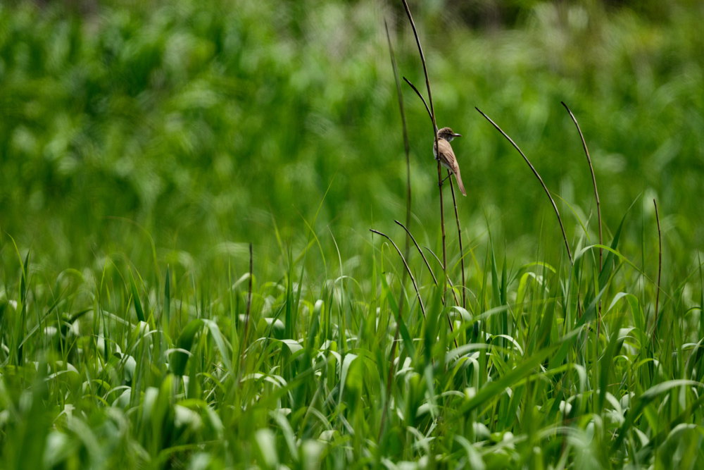 オオヨシキリ reed warbler