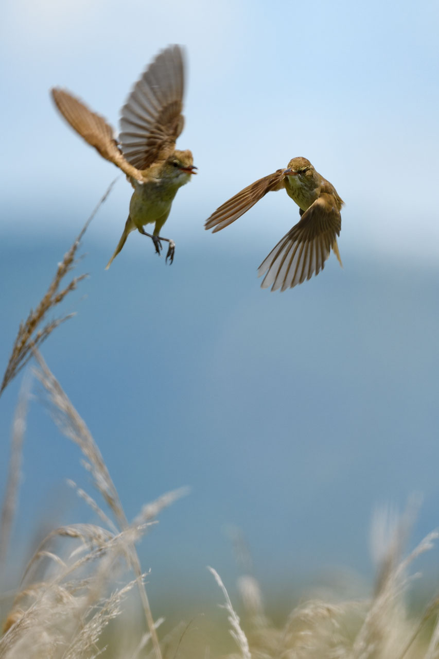 空中で縄張り争いをする二羽のオオヨシキリ。 Two Oriental Reed Warblers fighting for territory in the air.