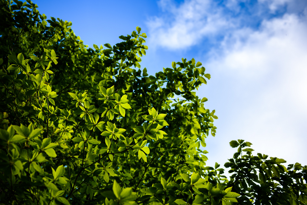 朝日に照らされる新緑と青空 Fresh greenery and blue sky lit by the morning sun