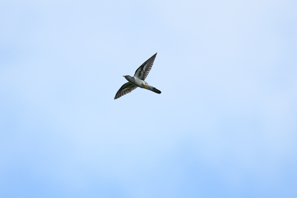 カッコウかツツドリ common cuckoo or oriental cuckoo