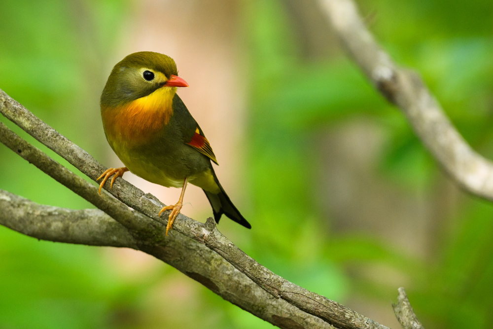 ソウシチョウ red-billed leiothrix