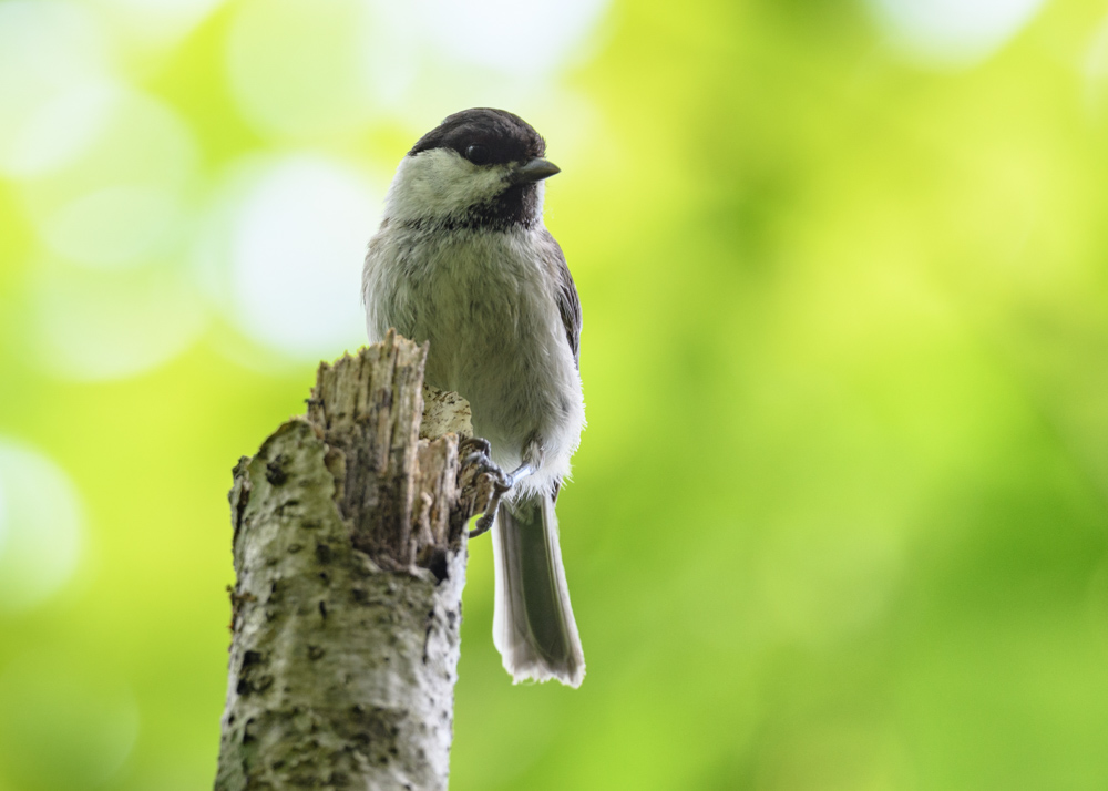 コガラ coal tit