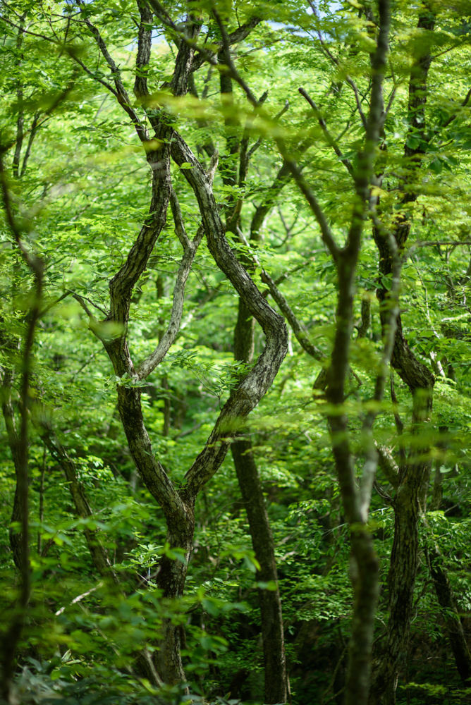 曲がりくねる木立 winding grove of trees 