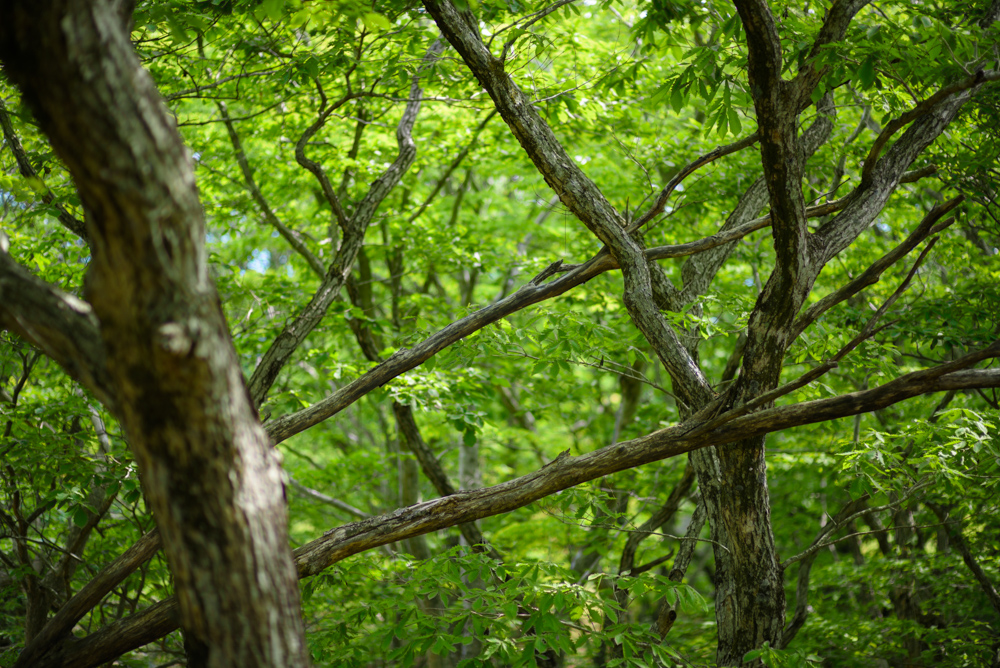 入り組んだ木立 intricate grove of trees