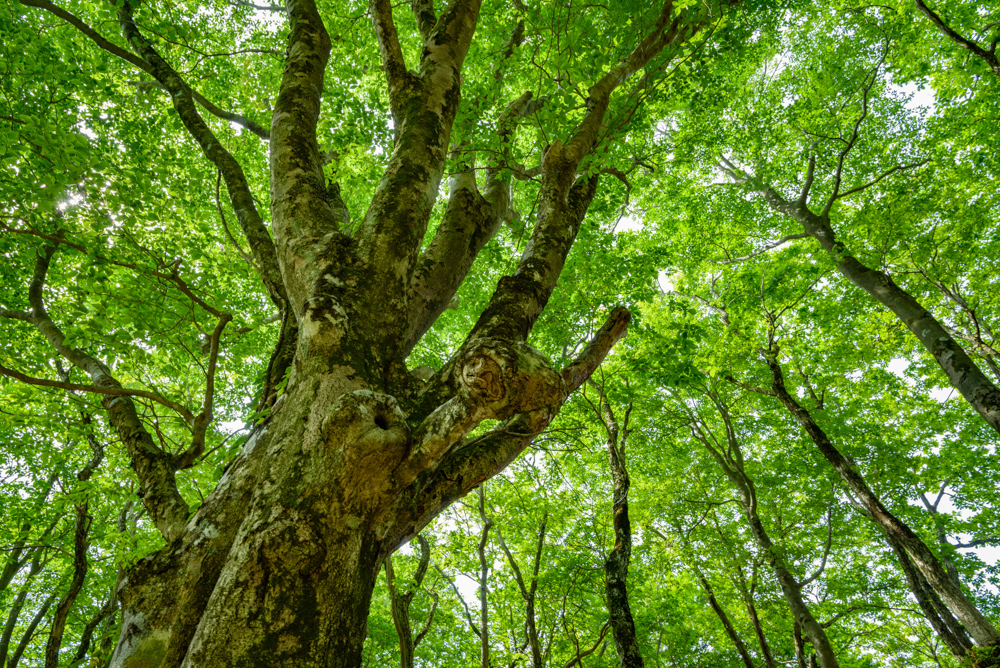 ブナの大木を見上げる Looking up at a large beech tree