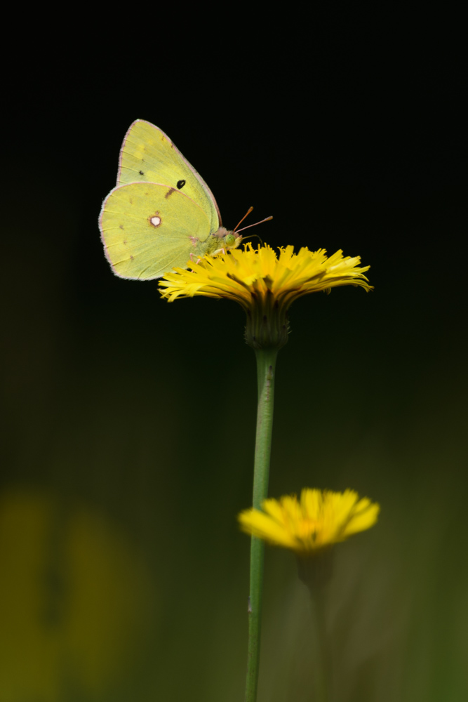 モンキチョウ colias