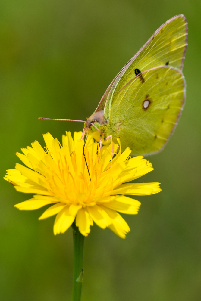 モンキチョウ colias