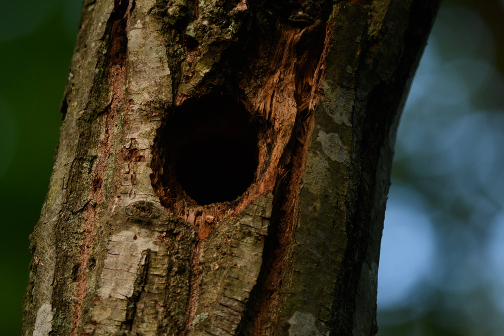 キツツキの巣穴 a nest hole of woodpecker