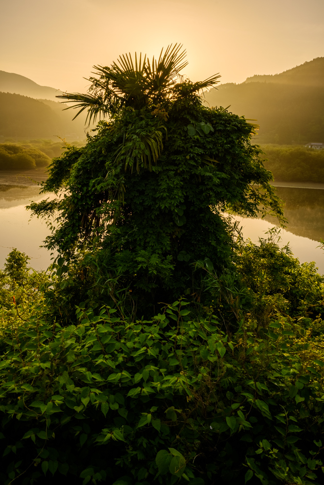 逆光を背景に生い茂る草が人のように見える The overgrown grass looks like a monster against the backlight.