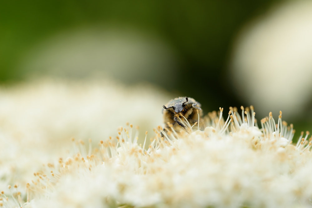 花と昆虫 flowers and bugs