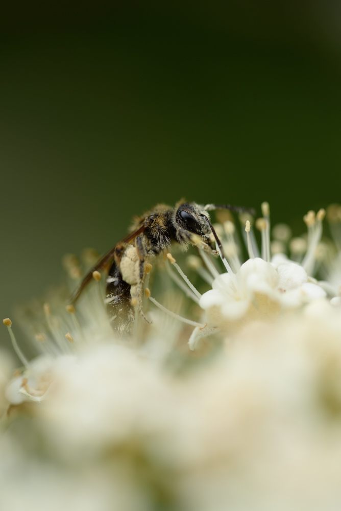 花の上のハチ a bee on flowers