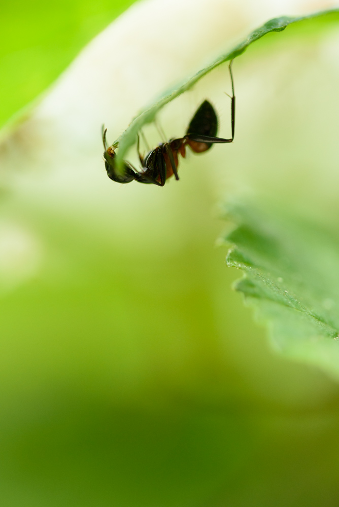 葉っぱの裏のアリ Ant on the underside of leaves