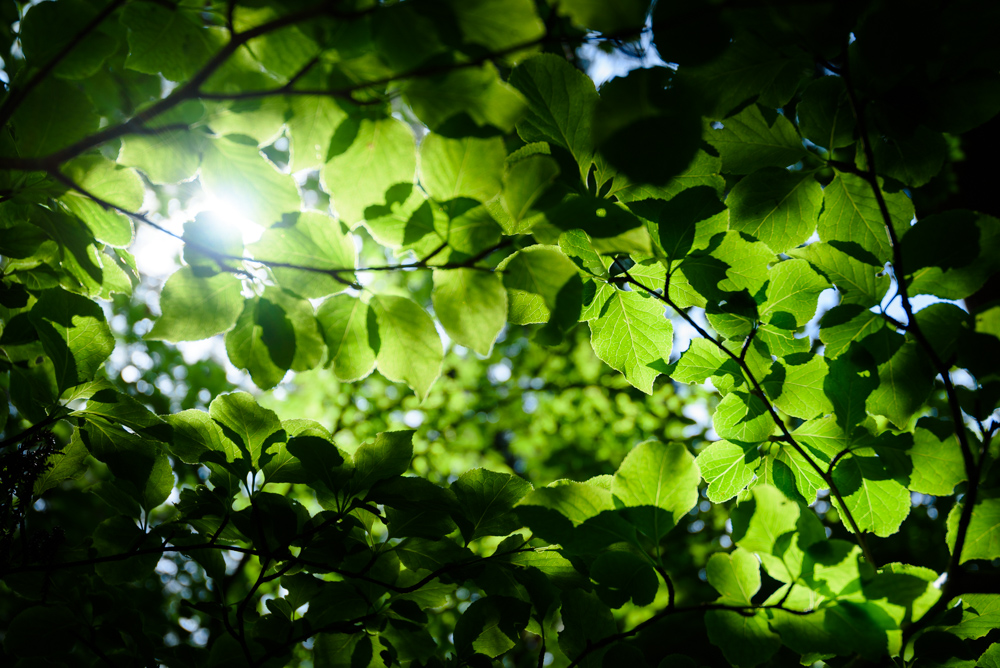 緑の隙間から光が差し込む Light shines through the gaps in the greenery