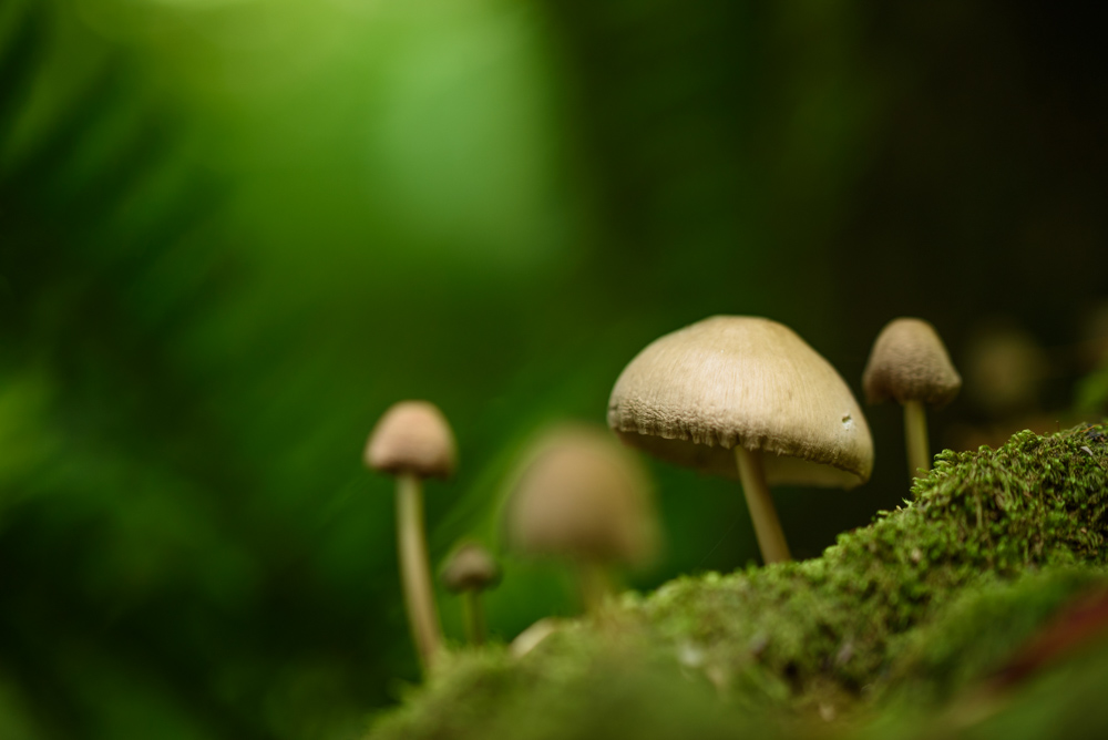 キノコ mushrooms