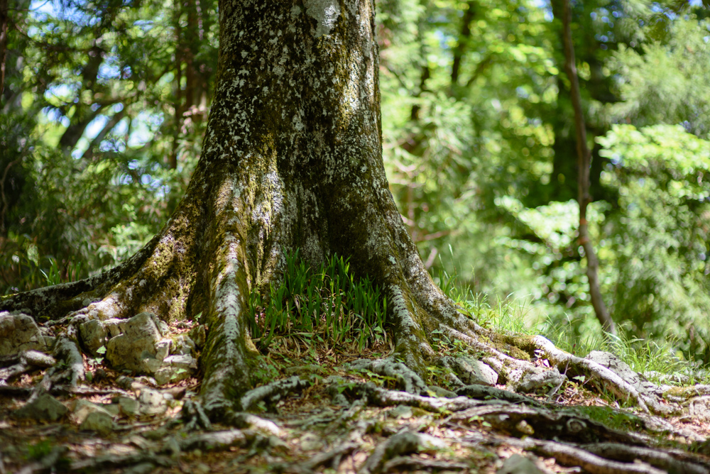 古い木の根元 At the base of an old tree