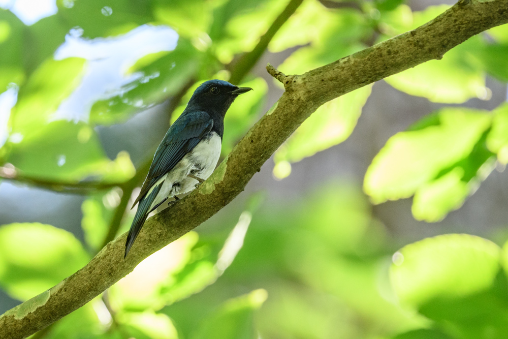 オオルリ white-and-blue flycatcher