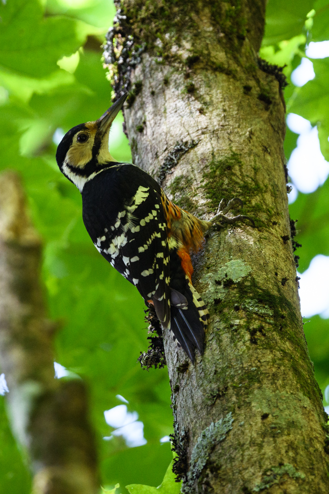 オオアカゲラ White-backed woodpecker