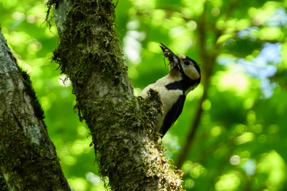 アカゲラ great spotted woodpecker