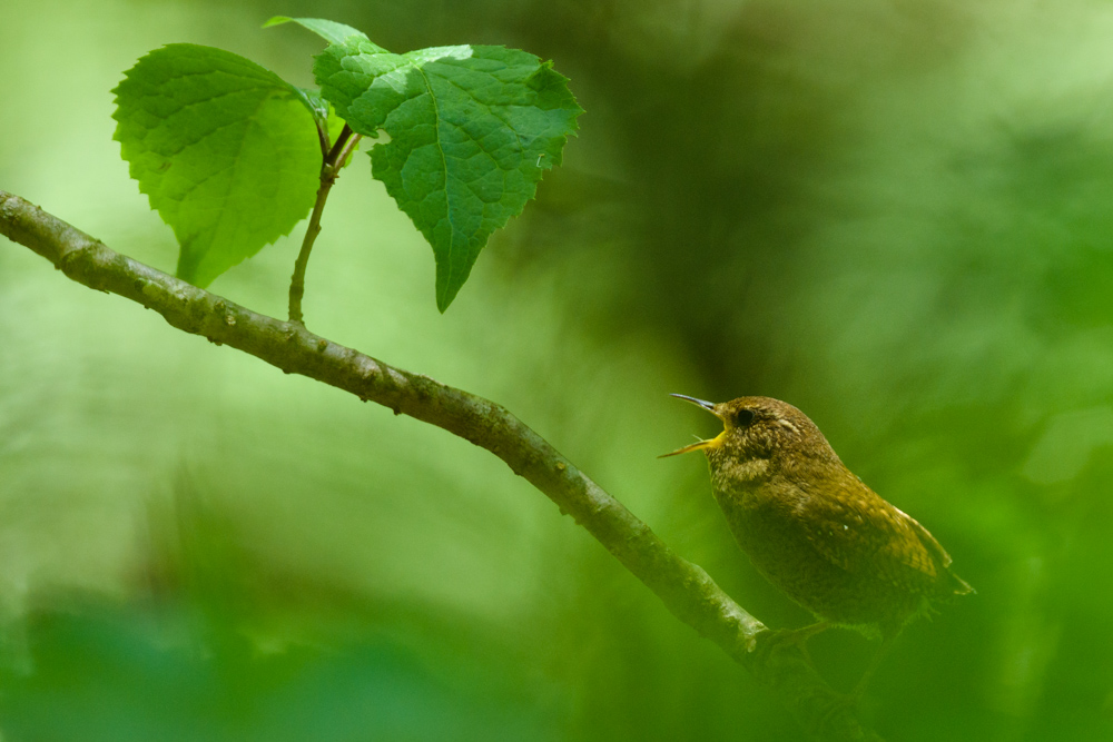 ミソサザイ eurasian wren