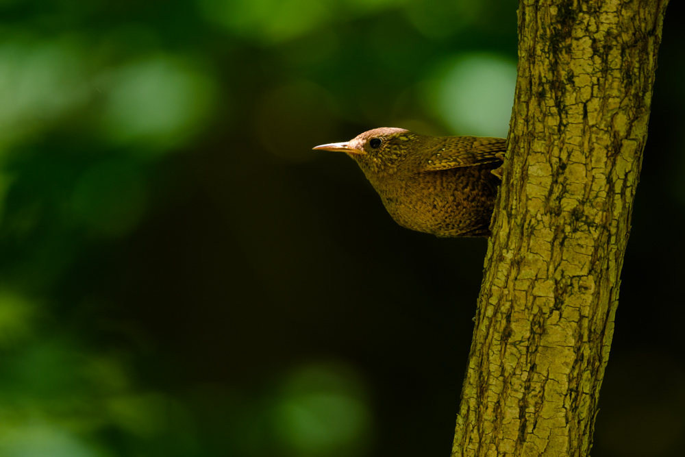 ミソサザイ eurasian wren