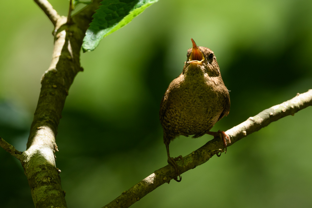 ミソサザイ eurasian wren