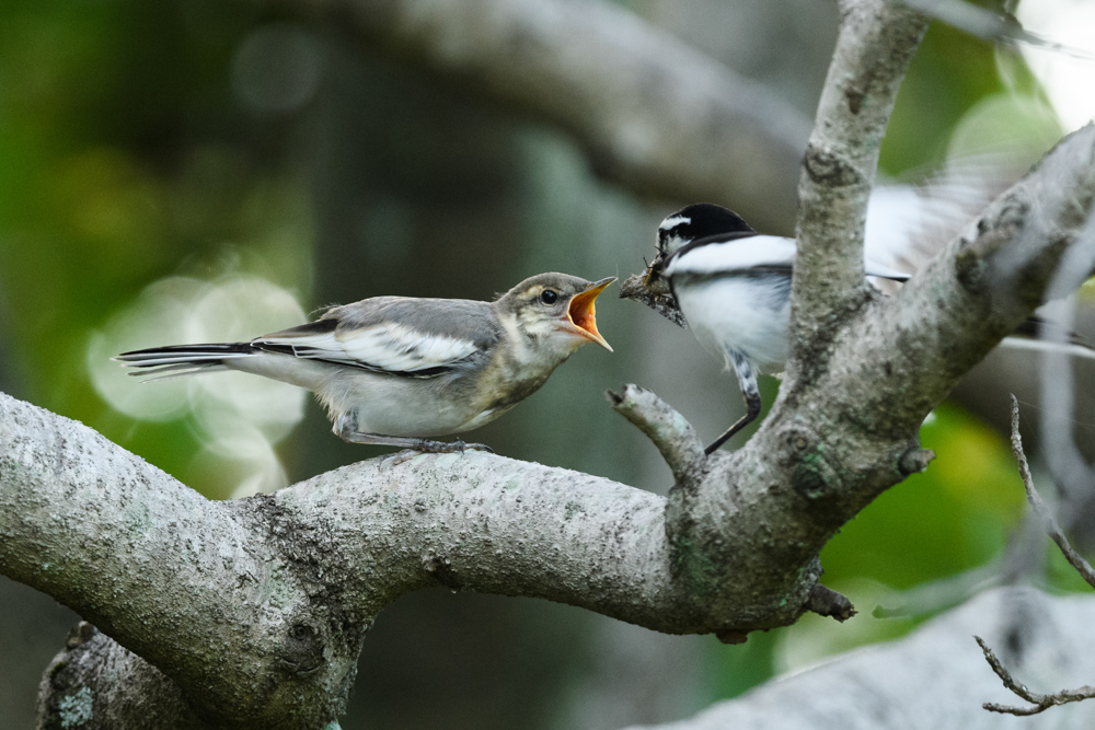 ハクセキレイ親子  A parent and child of white wagtail