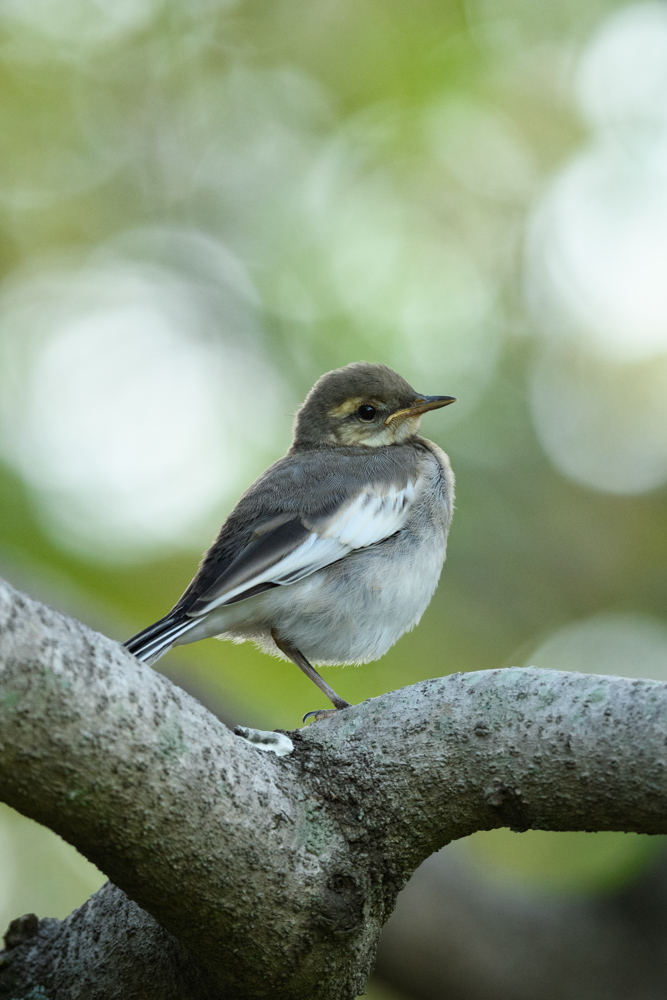 ハクセキレイ幼鳥 juvenile white wagtail