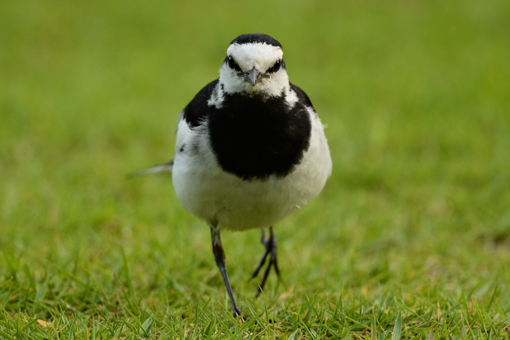 ハクセキレイ white wagtail