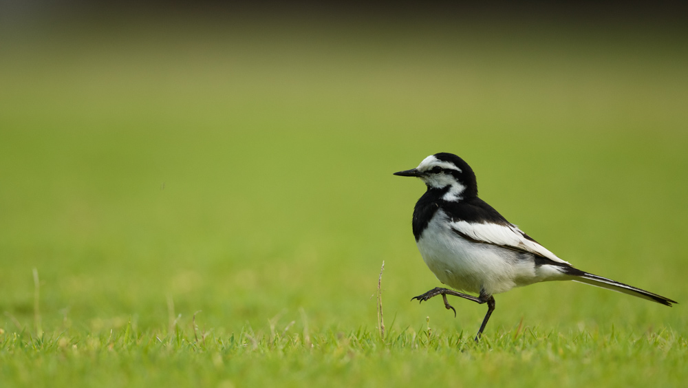 ハクセキレイ white wagtail