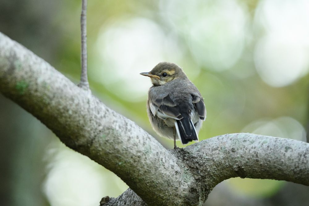 ハクセキレイ幼鳥 juvenile white wagtail