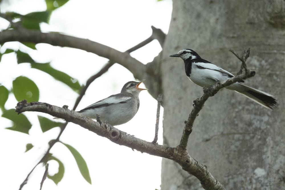 ハクセキレイ親子  A parent and child of white wagtail