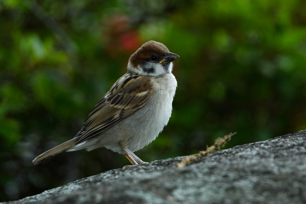 スズメ幼鳥 a juvenile sparrow
