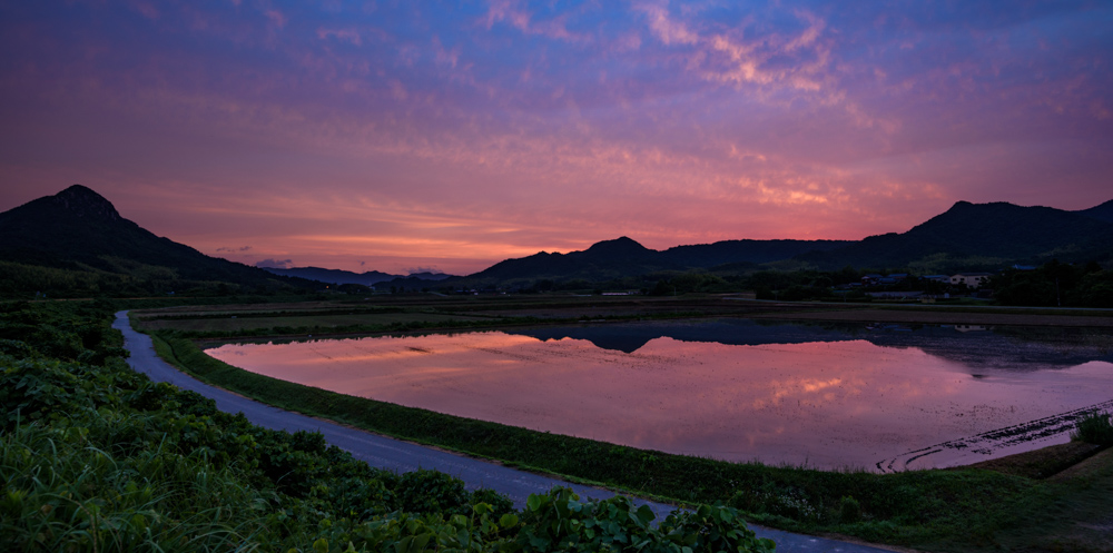 水を張った田んぼと朝焼け Rice paddies filled with water and the morning glow