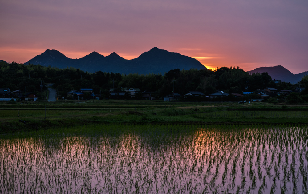 水を張った田んぼと朝焼け Rice paddies filled with water and the morning glow