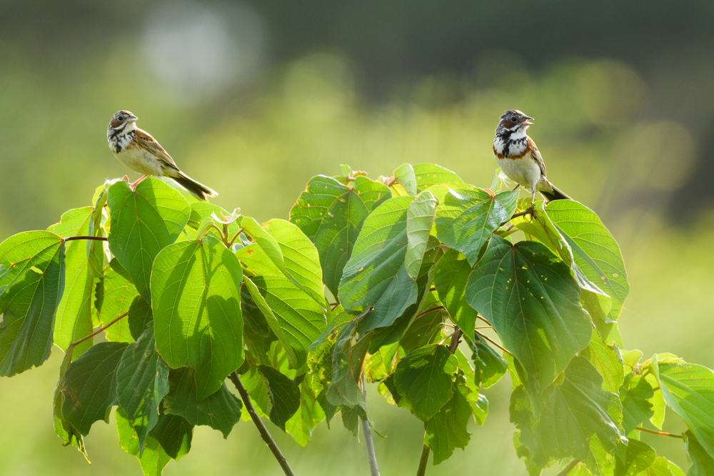 ホオアカ Chestnut-eared Bunting