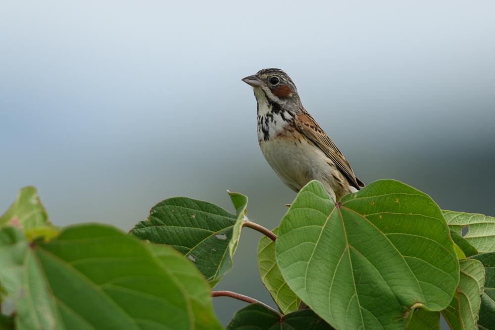 ホオアカ Chestnut-eared Bunting