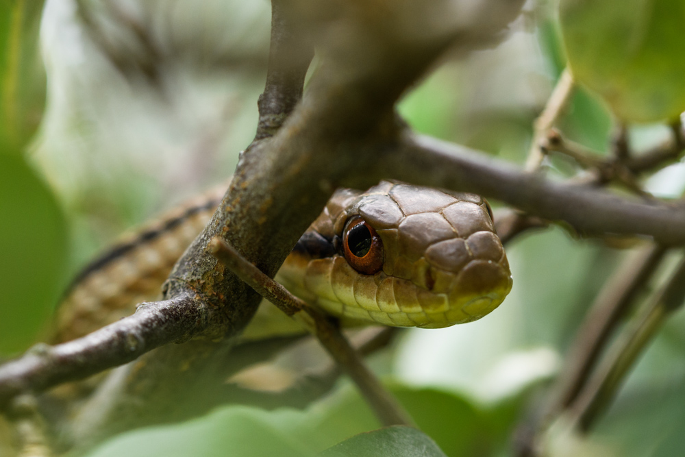 シマヘビ Japanese striped snake