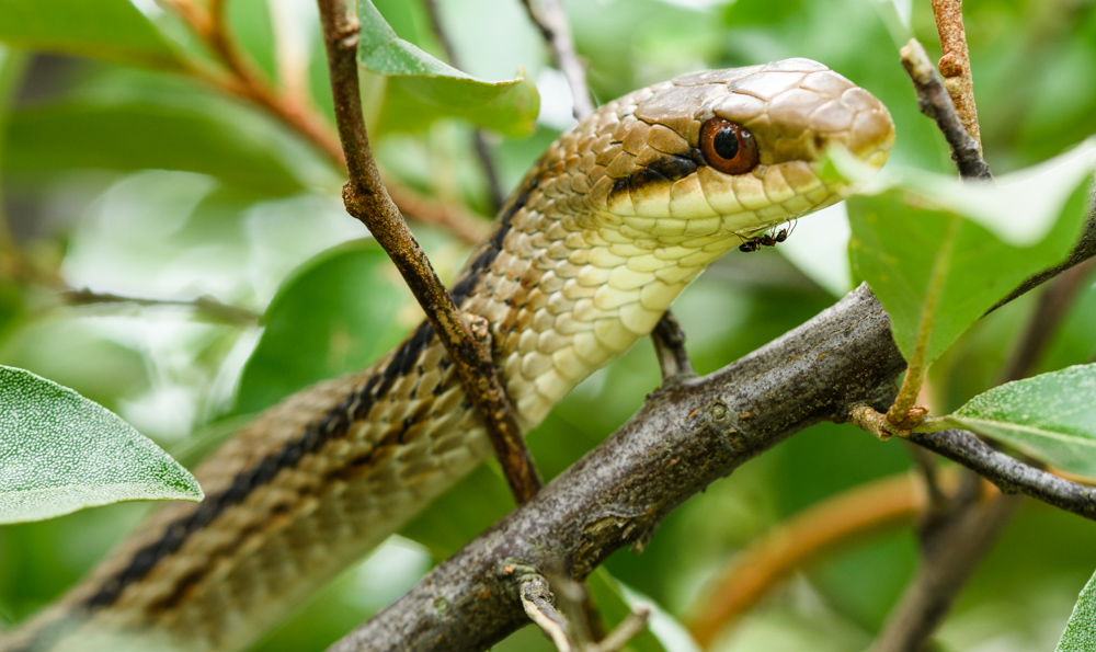 シマヘビ Japanese striped snake