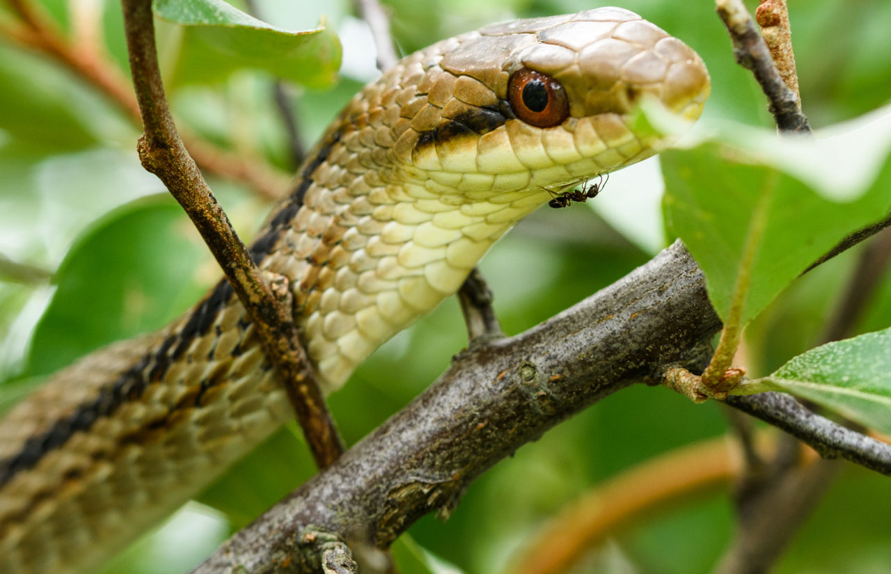 樹上のシマヘビのクローズアップ。一匹のアリがヘビの顎の上を歩いている。Closeup of a striped snake in a tree. One ant is walking on the jaw of the snake.