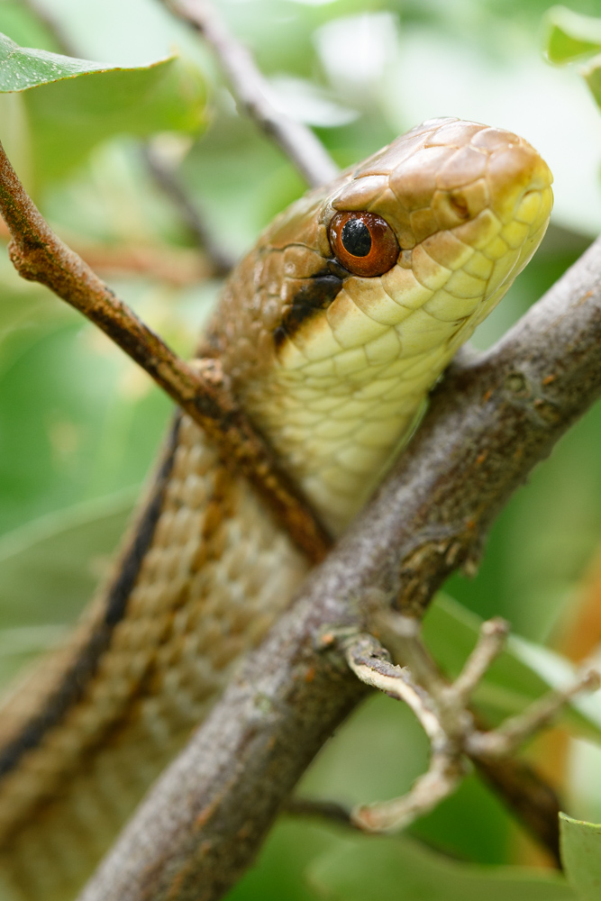 シマヘビ Japanese striped snake