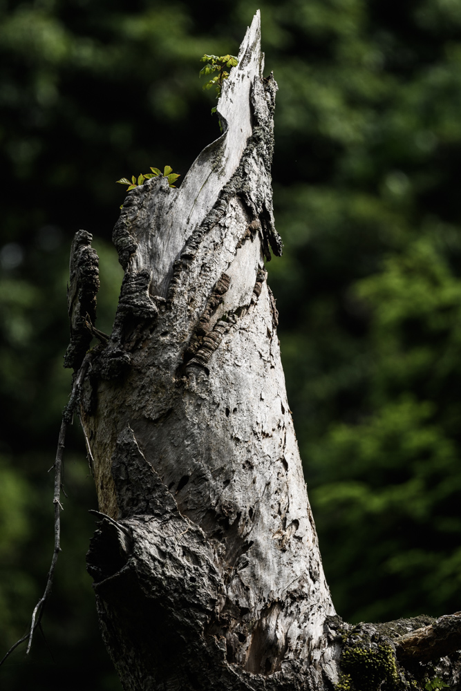 枯れ木の先端 tip of dead tree