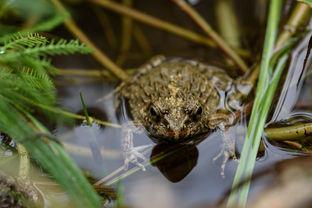 ツチガエル wrinkled frog