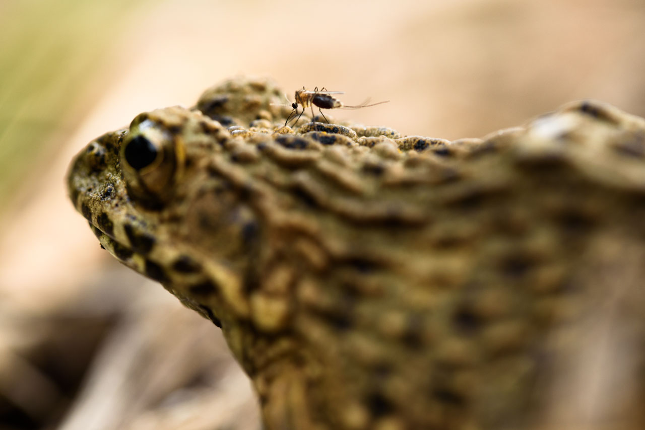 ツチガエルと吸血する蚊のクローズアップ Close-up of a wrinkled frog and a blood-sucking mosquito