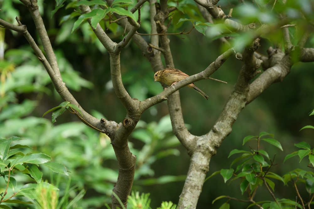 アオジ幼鳥 juvenile Black-faced Bunting