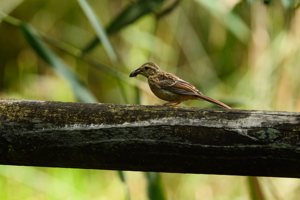 アオジ幼鳥 juvenile Black-faced Bunting