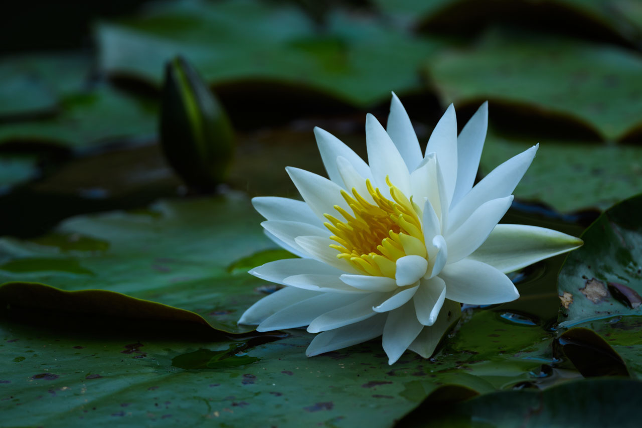 池に浮かぶ睡蓮の花。Water lily flower floating on the pond.