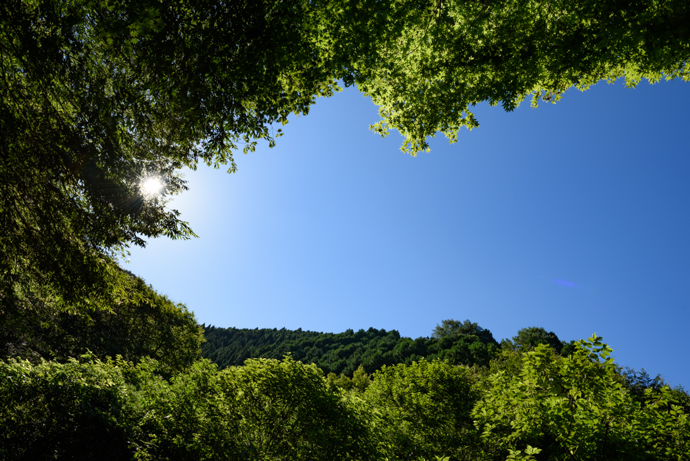 青空と青葉 blue sky and green leaves