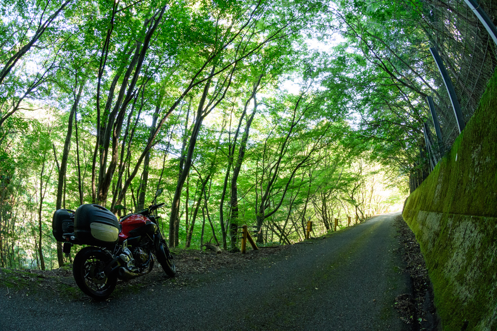 緑のトンネルとバイク motorcycle in green tunnel