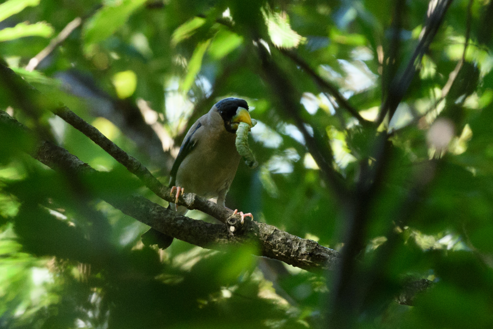 イカル Japanese Grosbeak